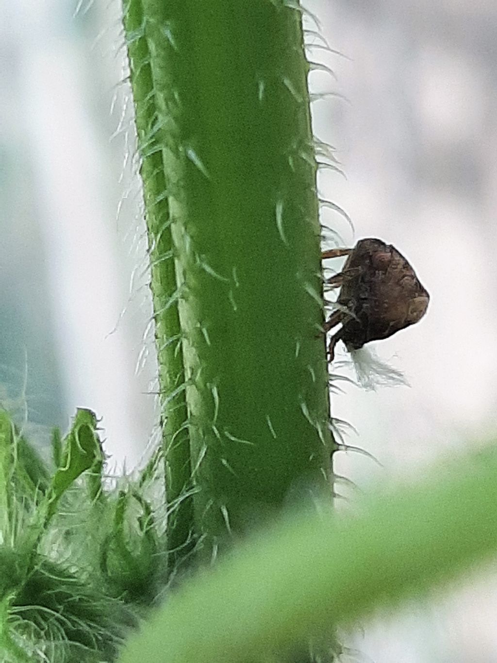 Insetto da identificare